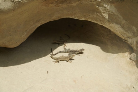 20260925_11 null